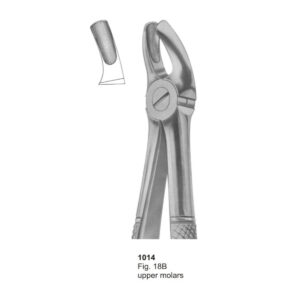 Upper Molars